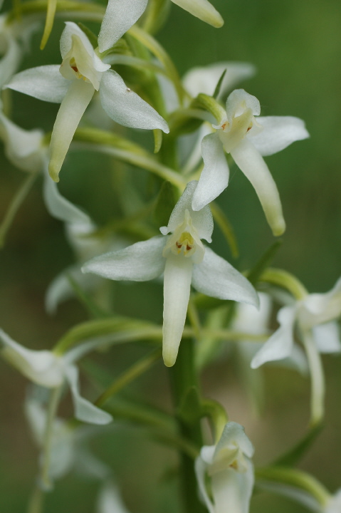 Waldhyazinthe, Weiße (Blüte)