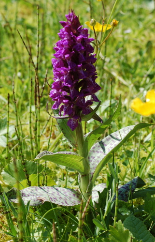 Breitblättriges Knabenkraut (ssp Alpines)