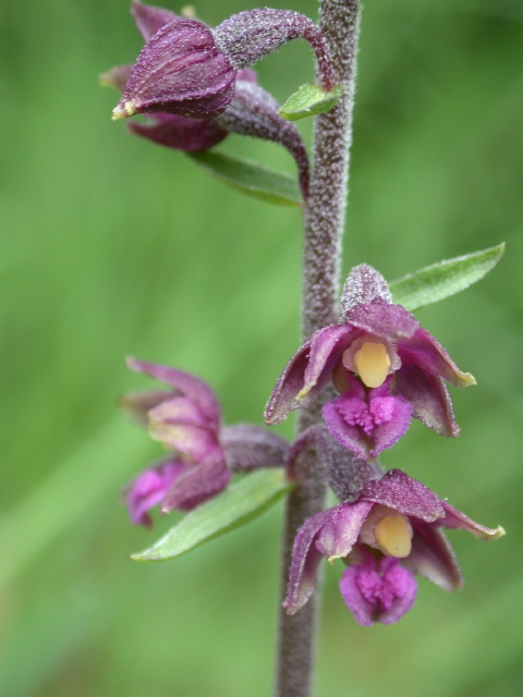 Braunrote Ständelwurz (Blüte)