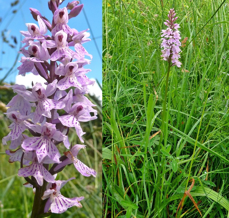 Knabenkraut, Fuchssches