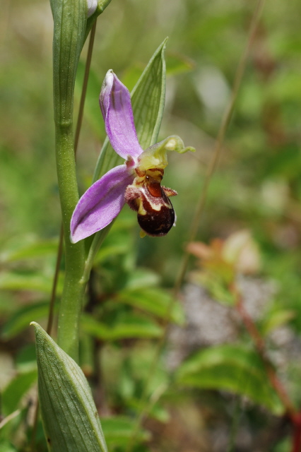 Ragwurz, Bienen