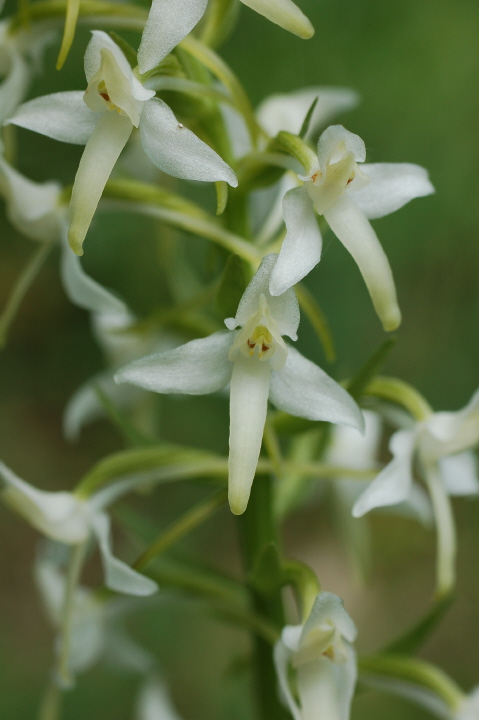 Waldhyazinthe, Weiße (Blüte)