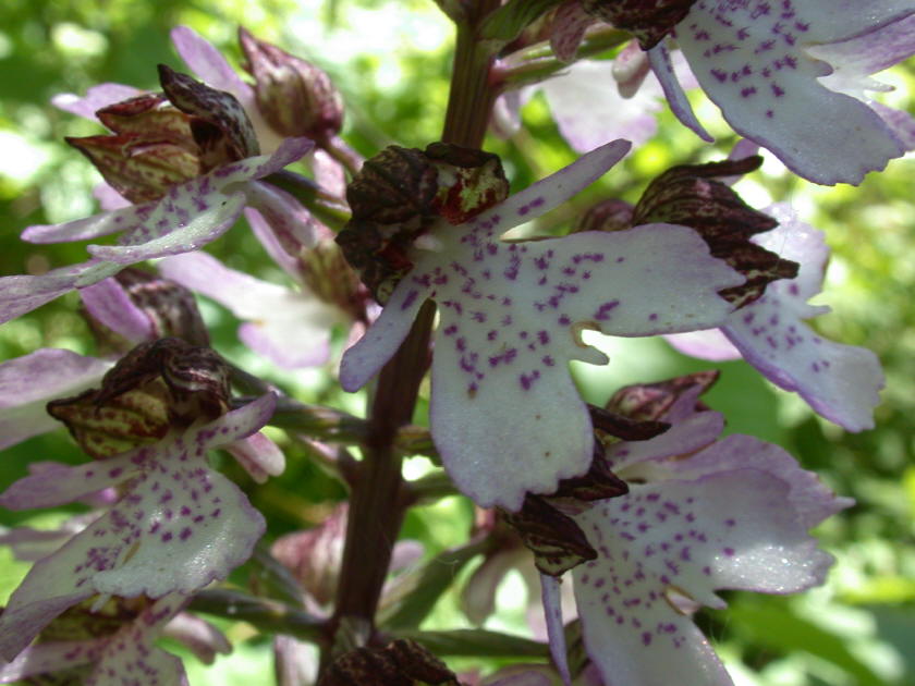 Purpur-Knabenkraut (Blüte)