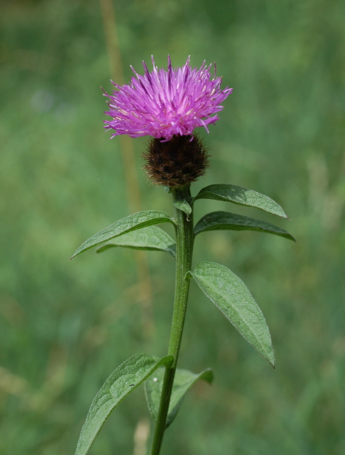 Schwarze Flockenblume