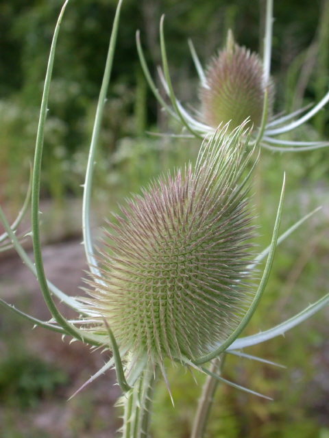 Wilde Karde vor der Blüte