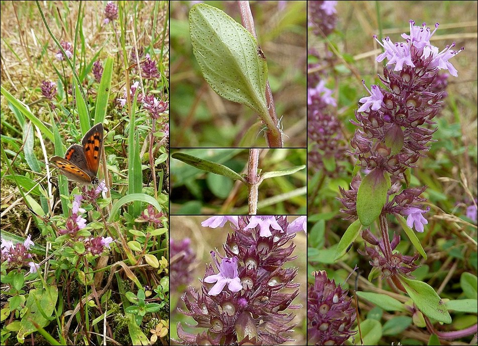 Thymian, Arzenei, Gewöhnlicher