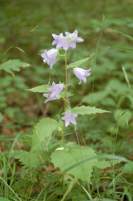 Glockenblume, Nesselblättrige