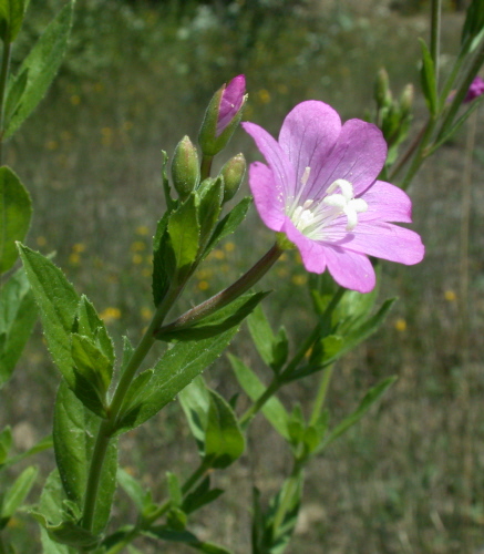 Weidenröschen, Zottiges