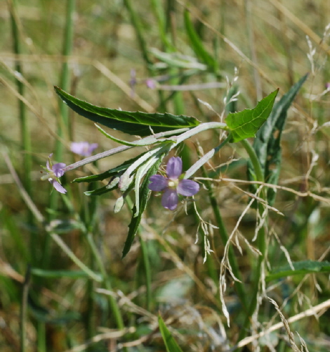 Weidenröschen, Dunkelgrünes