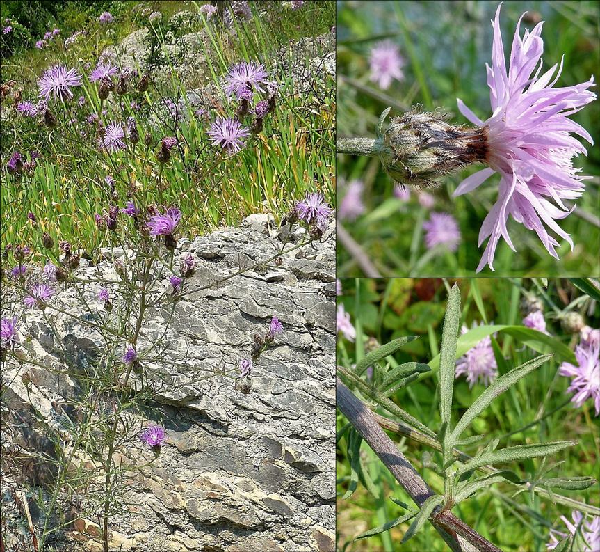 Flockenblume, Rispen, gewöhnliche