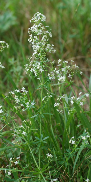 Wiesen-Labkraut