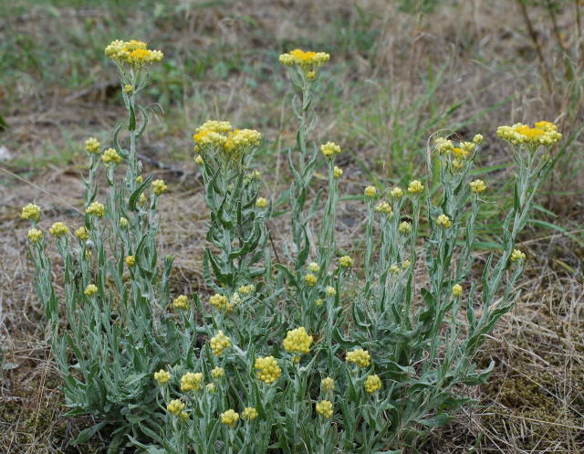 Sand-Strohblume