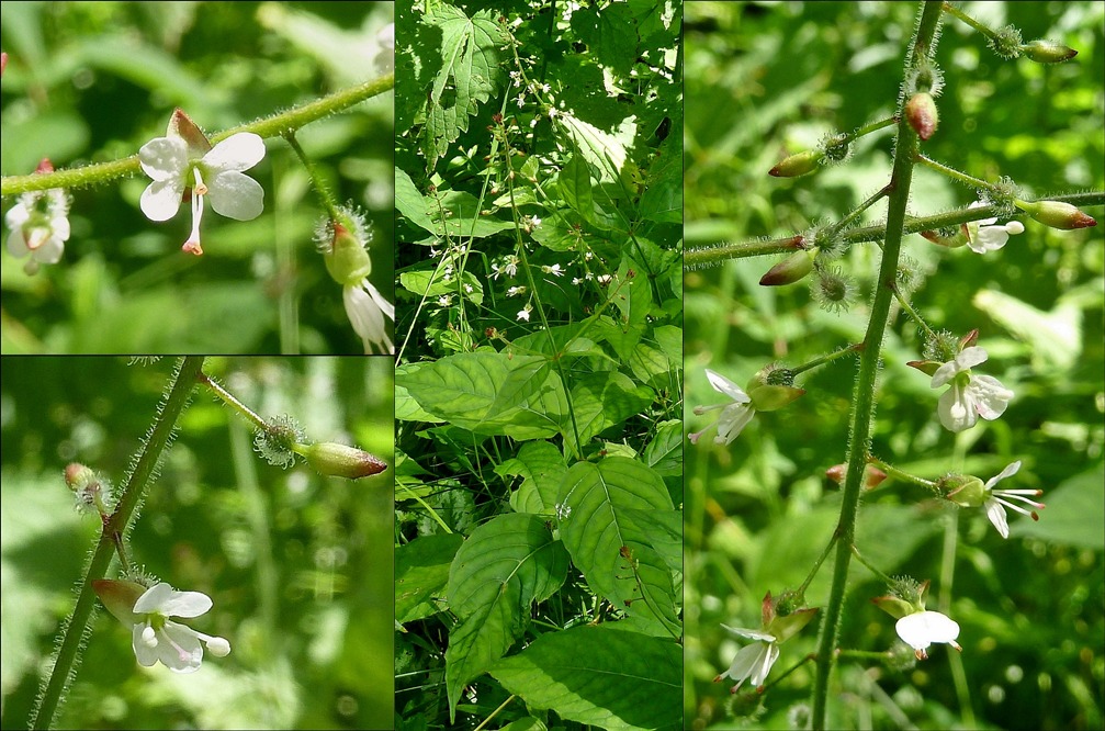 Hexenkraut, Gewöhnliches, Großes