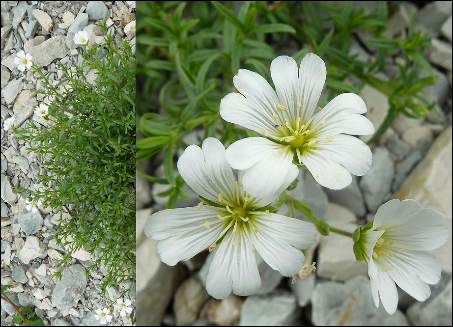 Hornkraut, Acker (Blüte)