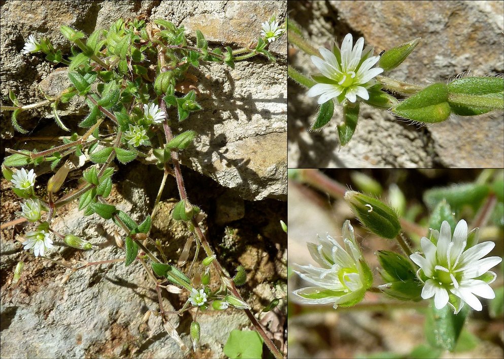 Hornkraut, Gewöhnliches