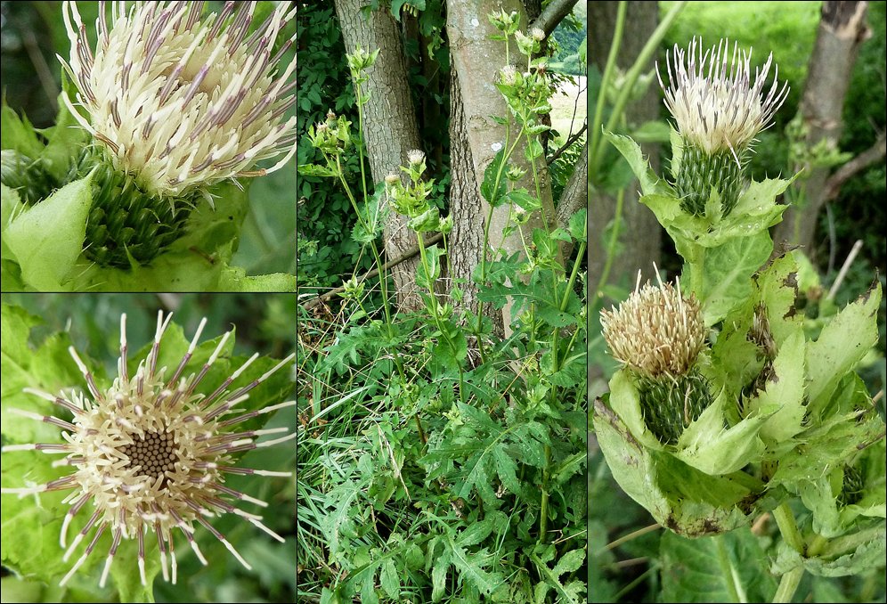 Kratzdistel, Kohl