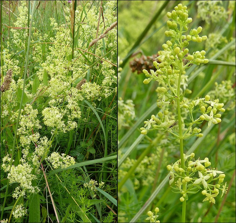 Labkraut, Weißgelbes