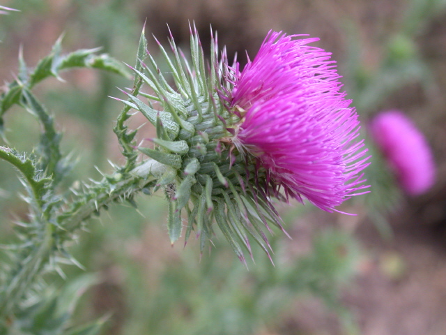 Nickende Distel