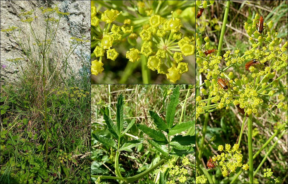 Pastinak, gewöhnlicher