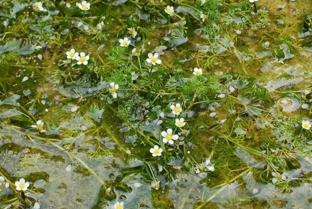 Hahnenfuß, Wasser agg.