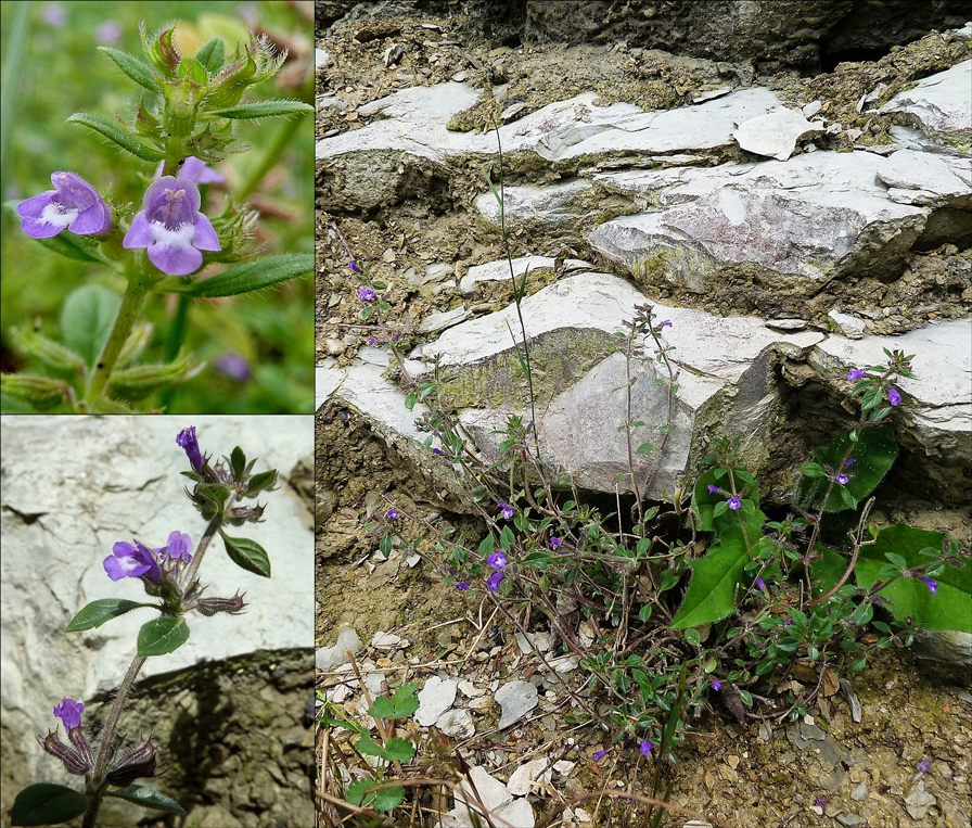 Steinquendel, Gewöhnlicher