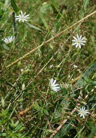 Sternmiere, Gras