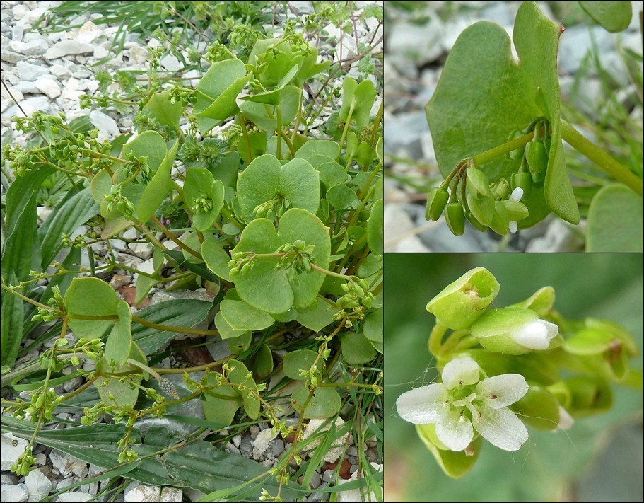 Tellerkraut, Gewöhnliches