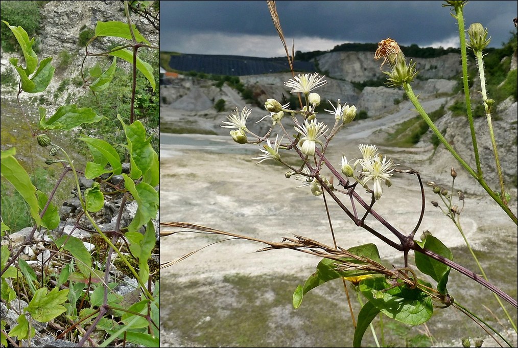 Waldrebe, Gewöhnliche