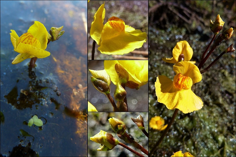 Wasserschlauch, Südlicher