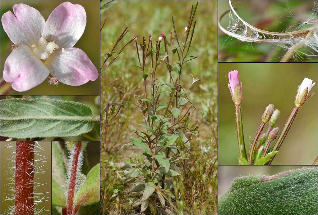 Weidenröschen, Kleinblütiges