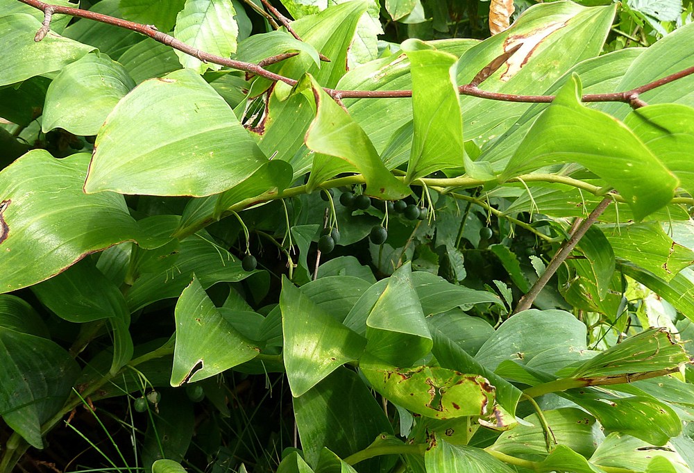 Weißwurz, vielblütige (Beeren)