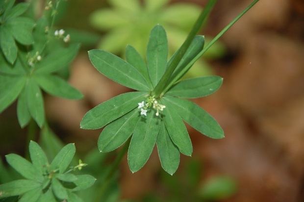 Labkraut, Wald