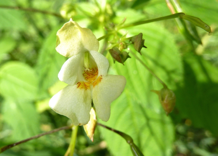 Springkraut, kleinblütiges (Blüte)