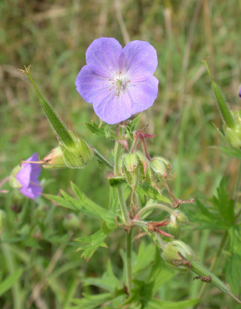 Storchschnabel, Wiesen