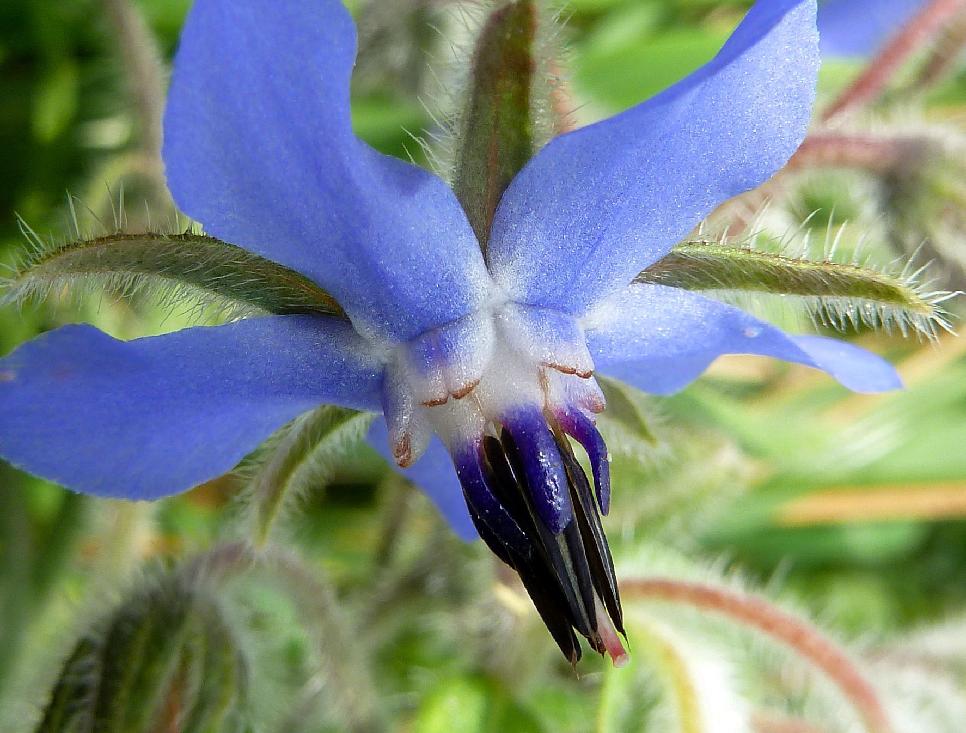 Borretschblüte