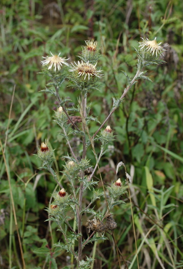 Golddistel, Gewöhnliche