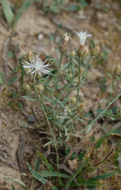 Flockenblume, Sparrige