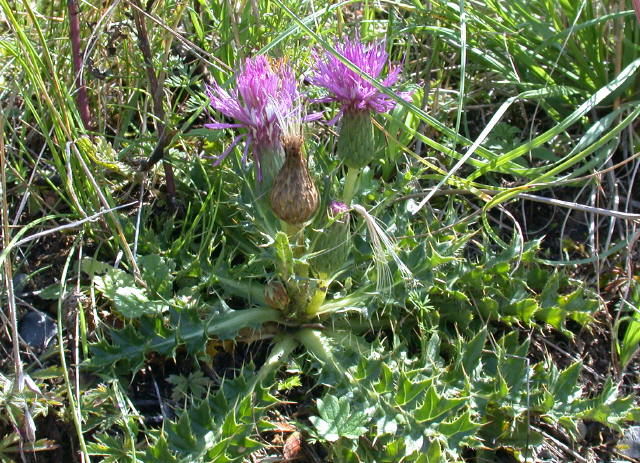 Kratzdistel, Stengellose