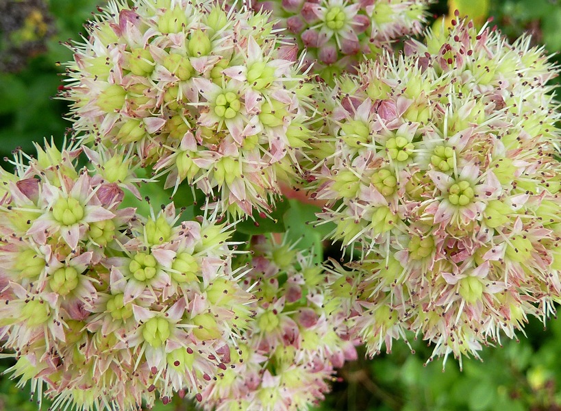 Fetthenne, Große (Blüten)