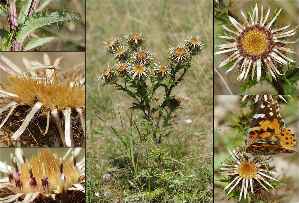 Golddistel, Gewöhnliche