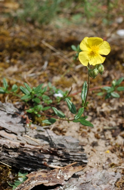 Sonnenröschen, Gewöhnliches