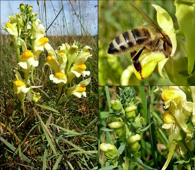 Leinkraut, gewöhnliches