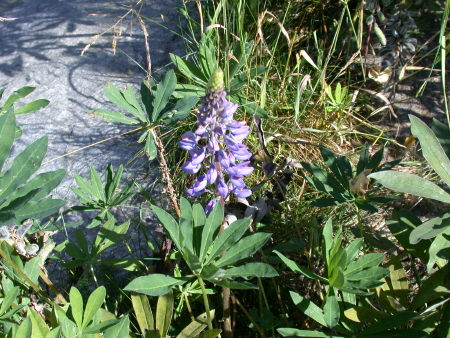 Lupine