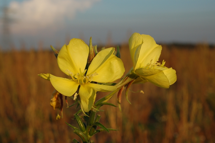 Nachtkerze, Blüte