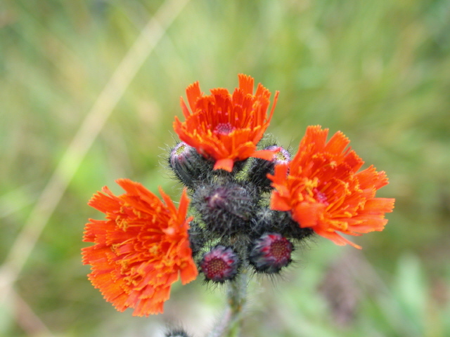 Orangerotes Habichtskraut (Blüte)