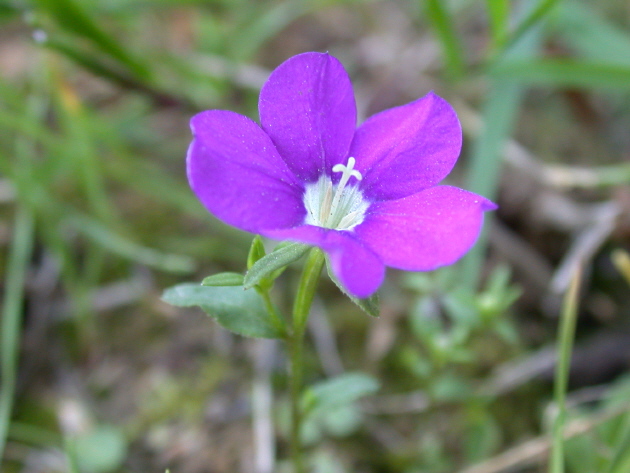 Frauenspiegel, Blüte