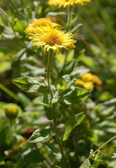 Flohkraut, Großes