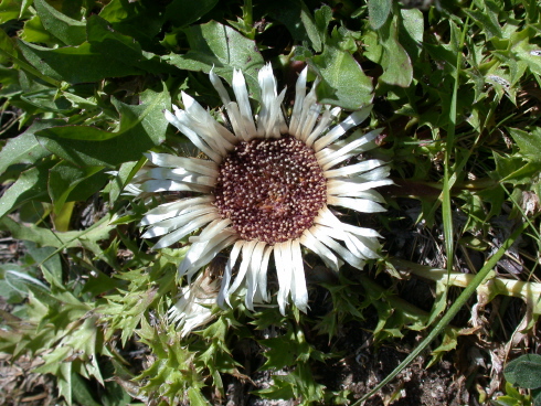 Silberdistel