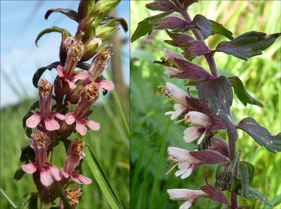 Zahntrost, Roter (Blüten)