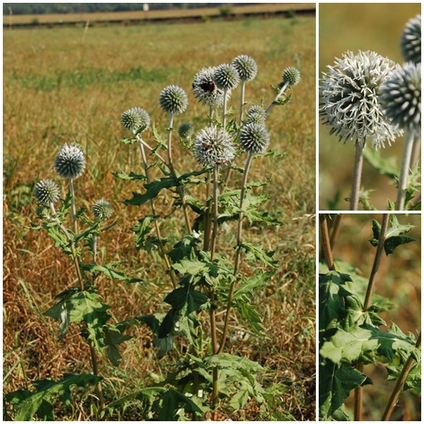 Kugeldistel, Drüsenblättrige